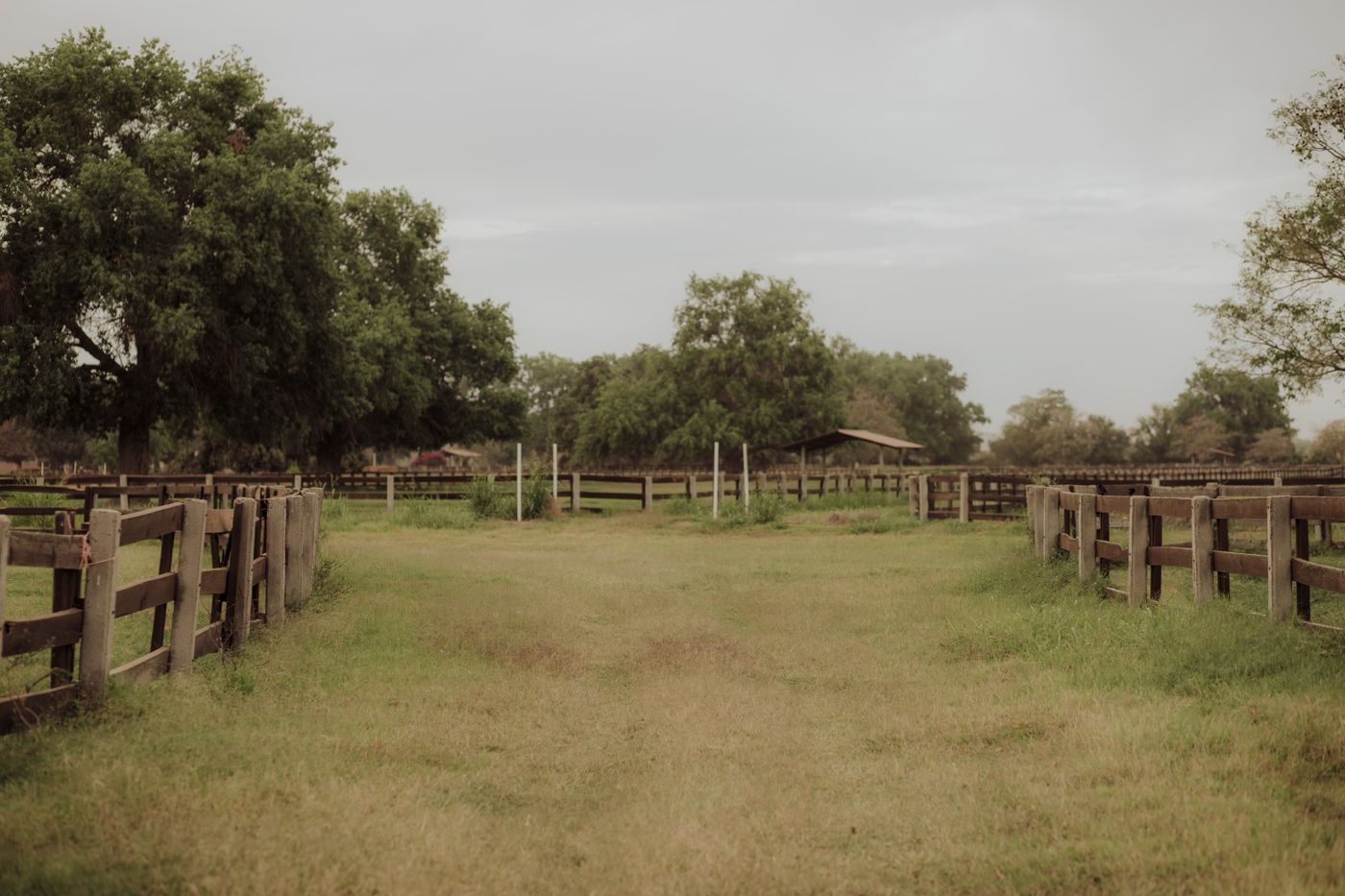 An empty pasture between wooden ranch fences with live oaks and a shed in the distance