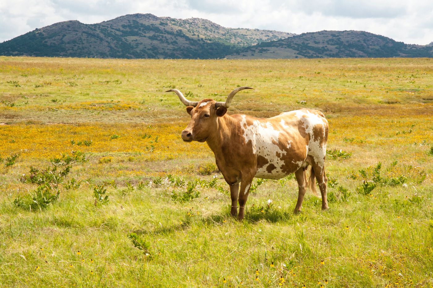 A longhorn standing in a wide grassy pasture with low hills behind