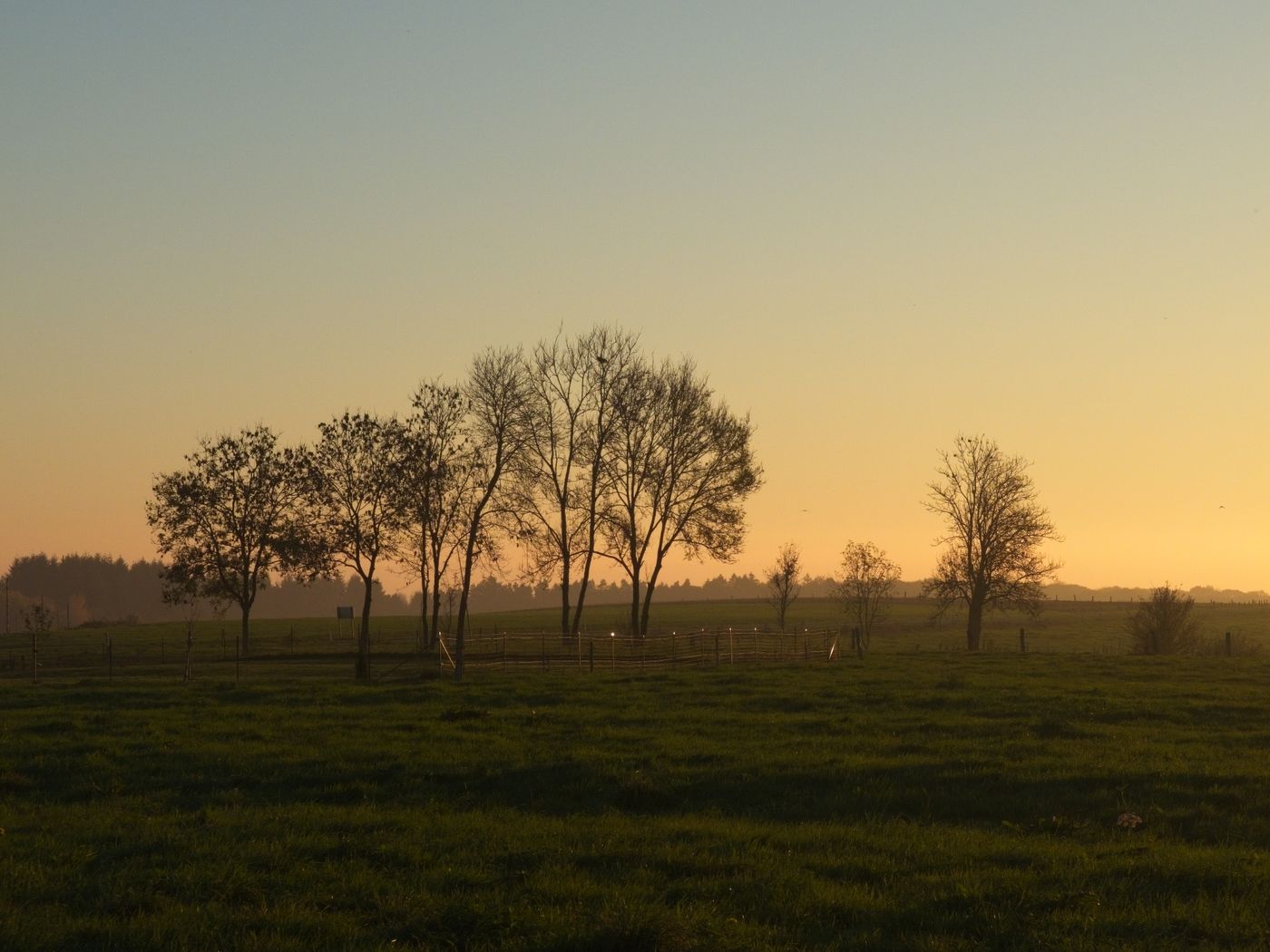 Open pasture with a line of bare trees and a fence at sunset